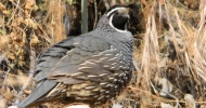 California Quail