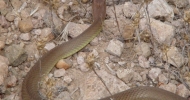 Yellow-bellied Racer