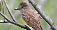 Ash Throated Fly Catcher