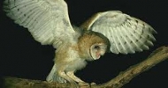 Barn Owl