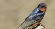 Barn Swallow