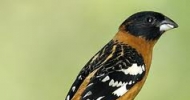 Black Headed Grosbeak