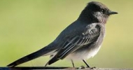 Black Phoebe