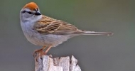 Chipping Sparrow