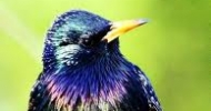 European Starling