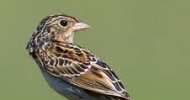 Grass Hopper Sparrow