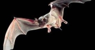 Mexican Free Tailed Bat