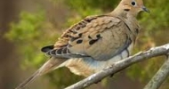 Mourning Dove