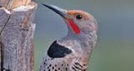 Northern Flicker