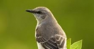 Northern Mockingbird