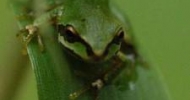 Pacific Tree Frog