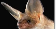 Pallid Bat Face