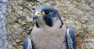 Peregrine Falcon