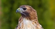 Red Tailed Hawk