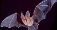 Townsends Big Eared Bat