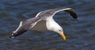 Western Gull