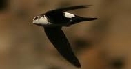 White Throated Swift