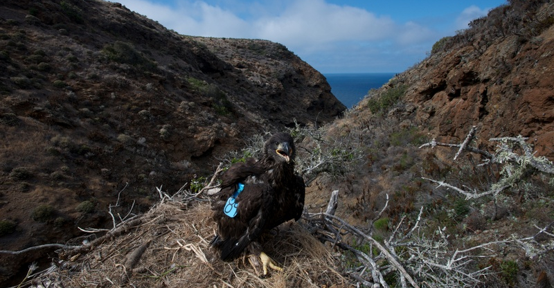 A-89 in nest with tags