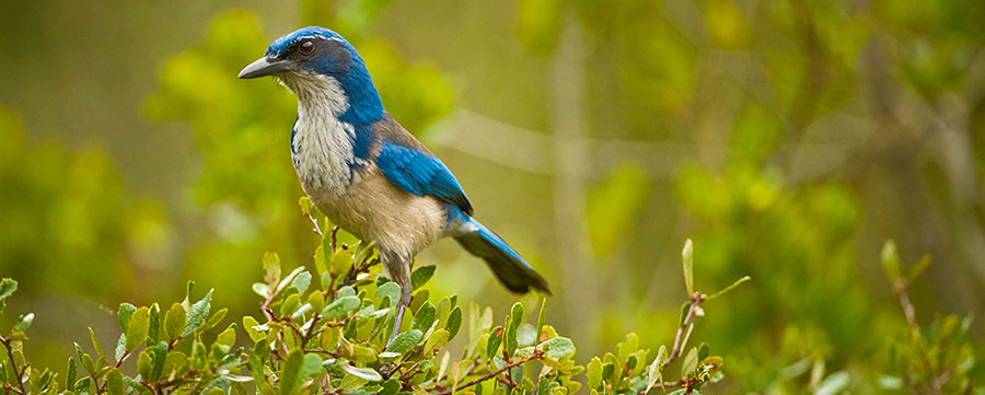 Island Scrub-Jay