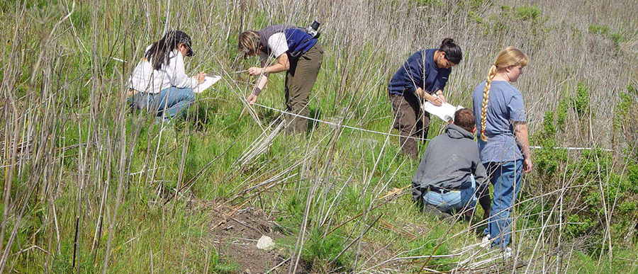 Fennel Monitoring