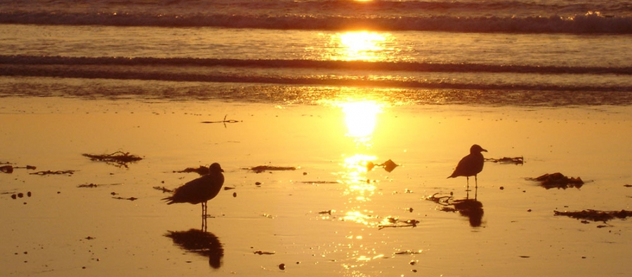 gulls on beach